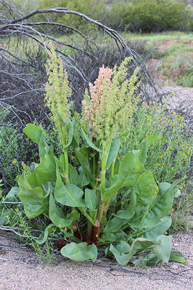  Rumex hymenosepalus